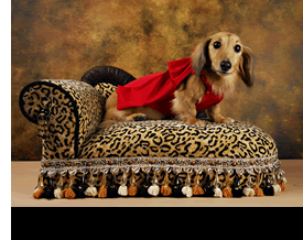 Dog Grooming