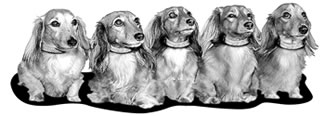 Dogs